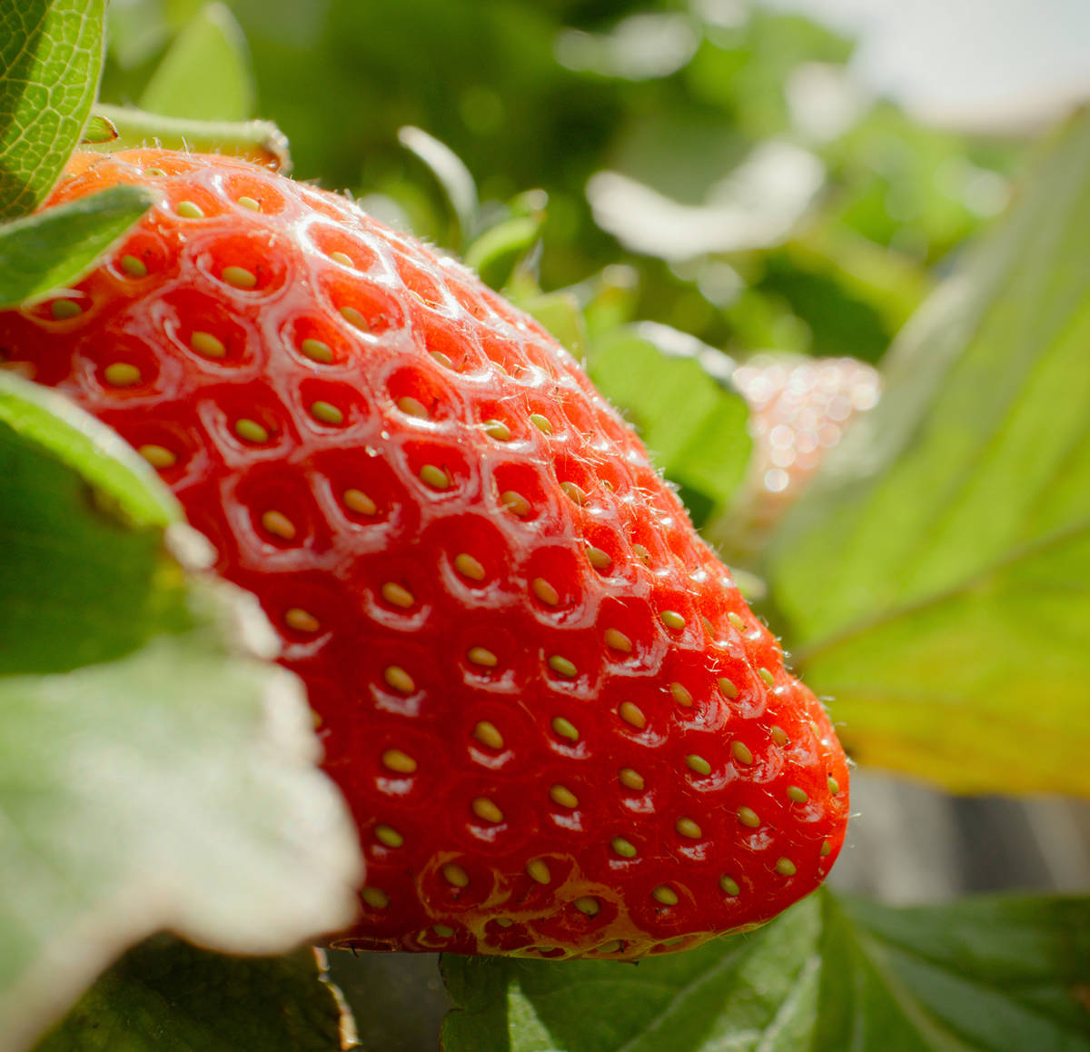 SustainaBelle practices at all steps of the journey from our farms to your fridge.