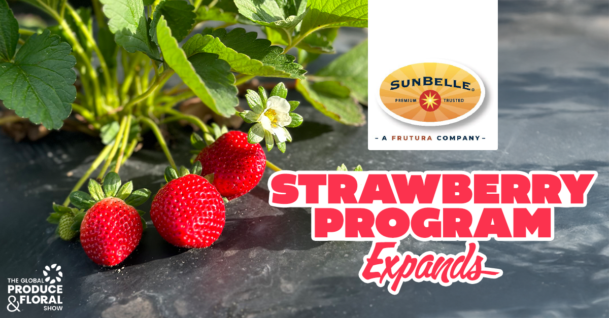 Sun Belle Expands Strawberry Program with New Central Florida Winter Crop